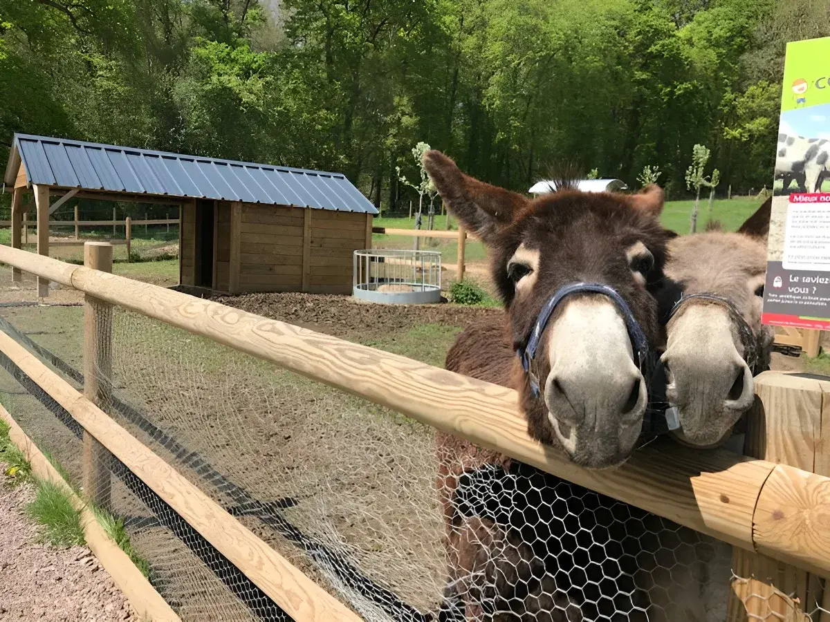 Les anes du verger 2